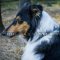 Decorative Dog Collar with Nickel Plates and Cones for Collie