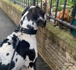 Leather Dog Collar for Agitation, Two-Ply, Wide and Extra Strong_4