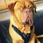 Dogue de Bordeaux Leather Harness for Safe Walking and Training
