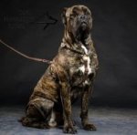 Cane Corso Leather Harness, Luxury Style for Walking