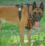 Designer Dog Harness with "Flame" Ornament for Belgian Malinois