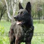 Protection Dog Harness for German Shepherd Training