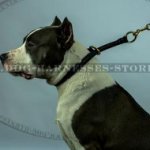 Amstaff Collar, Rolled Leather, Silent Safe Obedience Training
