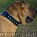 Shar-Pei Dog Collar of Leather with Row of Nickel Cones for Walk