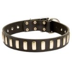 Stylish Dog Collar Leather with Row of Elegant Brass Plates