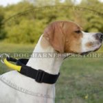 English Pointer Collar of Nylon with Strong Handle and Buckle