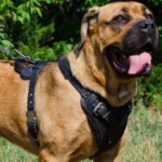 Cane Corso Leather Harness for Agitation UK