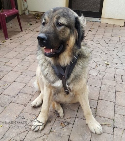 Caucasian Shepherd Attack Training Leather Harness - Click Image to Close