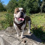 Bestseller! Dog Harness Tracking UK, Leather Outfit for Walks_3