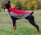 Waterproof Dog Coat for Doberman, Warmth for Winter Walks