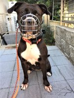 Best Design Wire Dog Muzzle UK, Perfect for Large Breeds_2