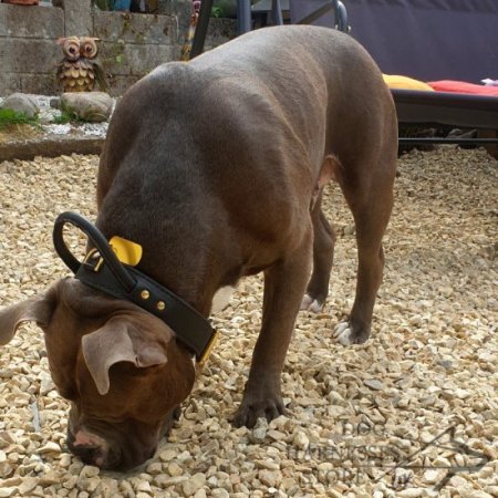 American Staffordshire Terrier Collar with Handle for Agitation