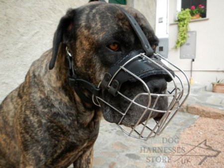 dog muzzle for cane corso