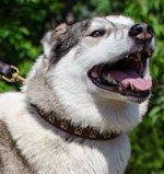 Elegant Dog Collar 1 Inch with Square Brass Studs for Husky