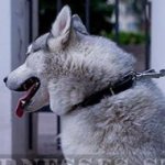 Siberian Husky Puppy Collar of Spiked Narrow Leather for Walking