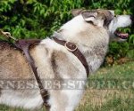 Handmade Dog Harness of Two-Ply Leather for West Siberian Laika