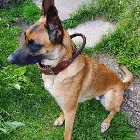 Bestseller! German Shepherd Agitation Collar Leather with Handle