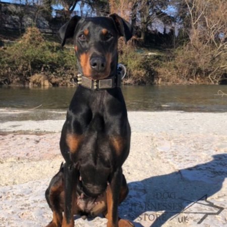 Doberman Collar with Golden Spikes and Silver Plates for Walks