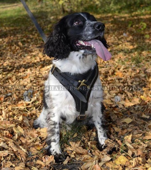 Bestseller! Cocker Spaniel Harness Leather with Chest Plate