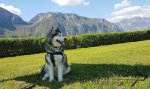 Bestseller! Nylon Dog Harness for Alaskan Malamute_2