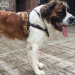 Saint Bernard Dog Pulling Harness UK of Strong Natural Leather