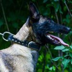 Double-Ply Leather Dog Collar for Belgian Malinois Royal Style