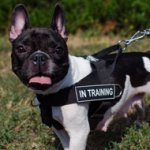 Bestseller! Nylon Dog Harness with Patches for French Bulldog