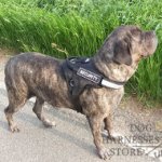 Cane Corso Harness with Handle, Patches and Reflective Strap