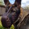 Leather Dog Muzzle for German Shepherd Agitation Training