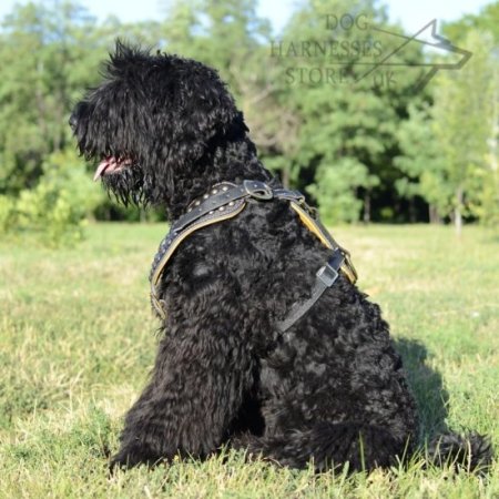 Black Russian Terrier Royal Leather Harness with Studded Chest