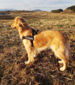 Dog Harness of Super Strong Nylon for Easy Walking and Training_1