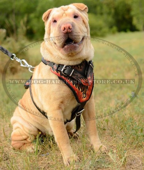 Shar Pei Harness with Hand Painted Flames, Genuine Leather