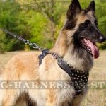 Belgian Tervuren Dog Harness Leather with Nickel Pyramids