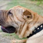 Shar-Pei Collar Nylon with Nickel Pyramids for Walk and Training