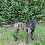 Dog Harness Moisture-Resistant, Lightweight K9 of Strong Nylon_8