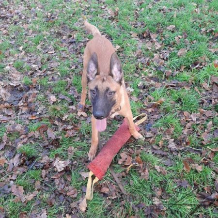 French Linen Bite Tug for Grown-Up Dogs with Strong Grip