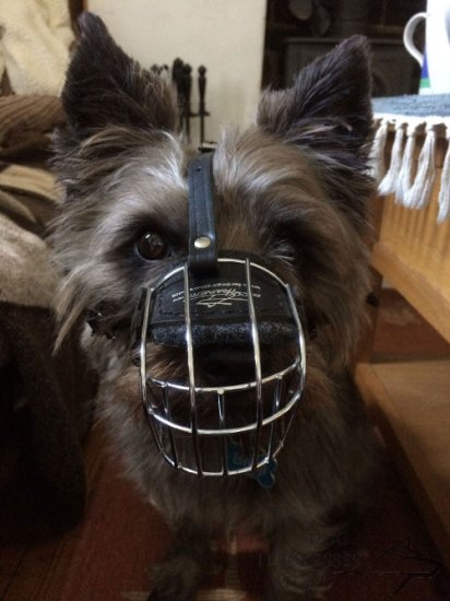 Cairn Terrier Muzzle of Wire, Universal Model for Daily Use