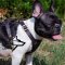 Walking Dog Harness of Soft Leather for French Bulldog, Small