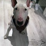 Soft Leather Dog Harness with Studded Chest for Bull Terrier_1