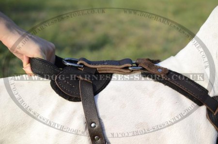 Brown Leather Harness for Dogs, Training and Walking Bestseller!