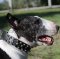 Spiked and Studded Leather Dog Collar for English Bull Terrier