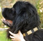 Wide Dog Collar with Brass Plates for Newfoundland