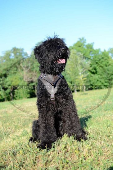 Black Russian Terrier Leather Harness for Protection Work