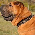 Shar-Pei Dog Collar Leather with Columns of Spikes and Studs