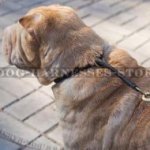 Best Collar for Shar-Pei Behavior Training and Correction