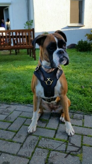 Padded Dog Harness for Boxer Agitation Training