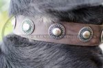 Vintage Dog Collar with Round Medals for Swiss Mountain Dog