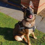 Dog Harness Moisture-Resistant, Lightweight K9 of Strong Nylon_4
