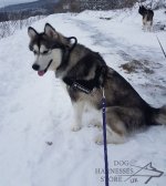 Bestseller! Nylon Dog Harness for Alaskan Malamute_1