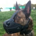 Herder Dog Muzzle of Natural Leather for Training and Working